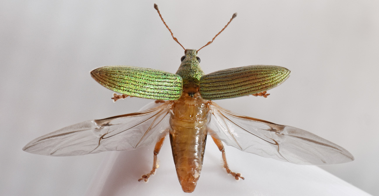 Curculionidae: Polydrusus  formosus?  No, Polydrusus frater